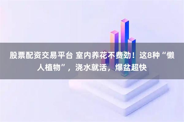 股票配资交易平台 室内养花不费劲！这8种“懒人植物”，浇水就活，爆盆超快
